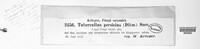 Tuberculina persicina image